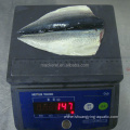 Export Frozen Fish Frozen Mackerel Flaps Butterfly Mackerel